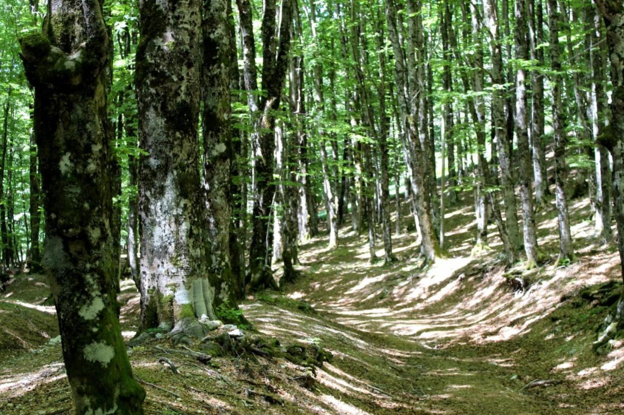 Casetta Nel Borgo Olevano Romano Extérieur photo