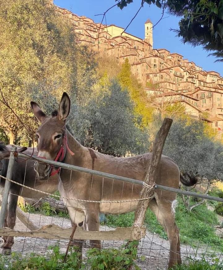Casetta Nel Borgo Olevano Romano Extérieur photo